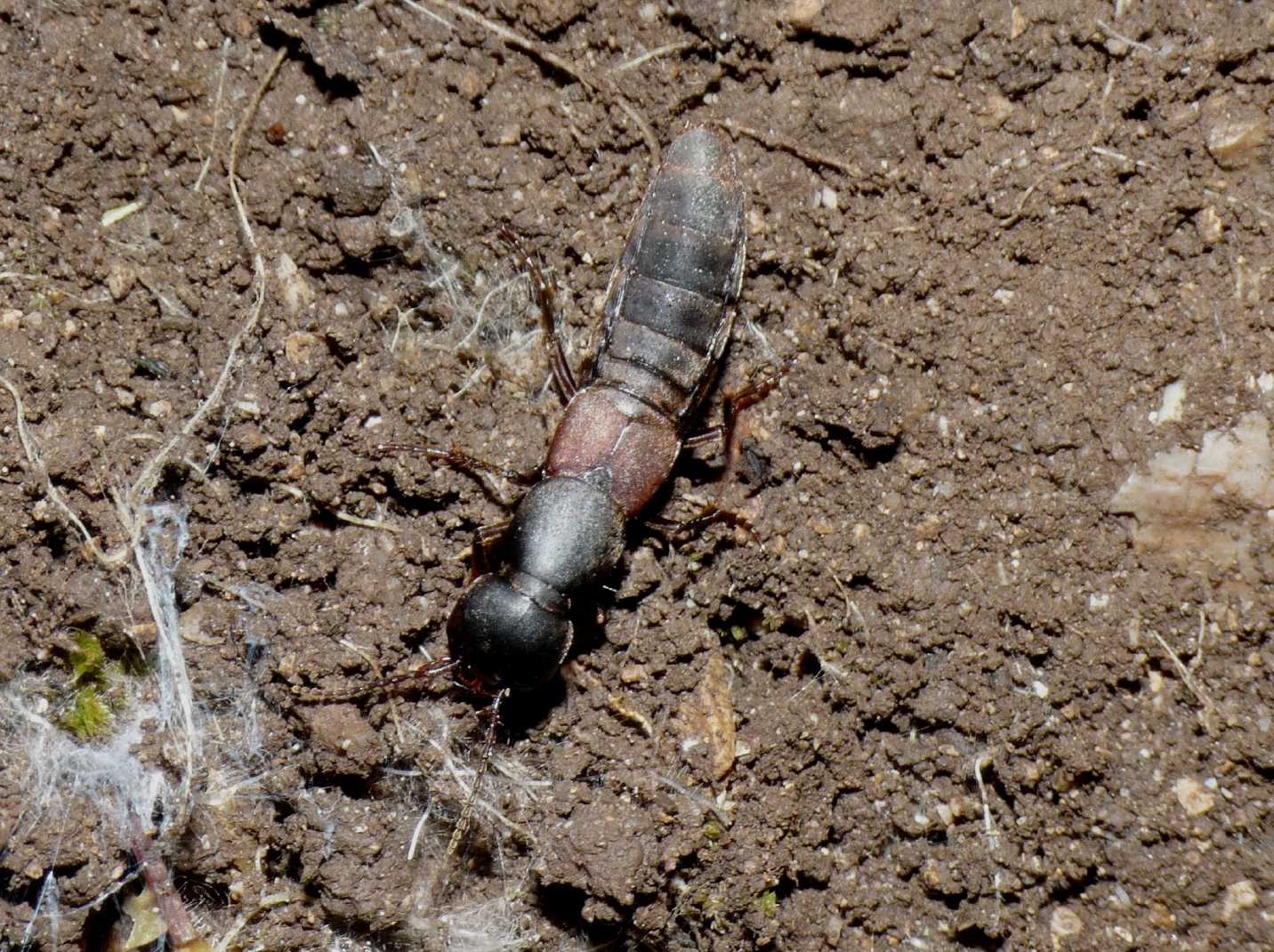 Grosso Staphilinidae con elitre rossastre: Ocypus italicus